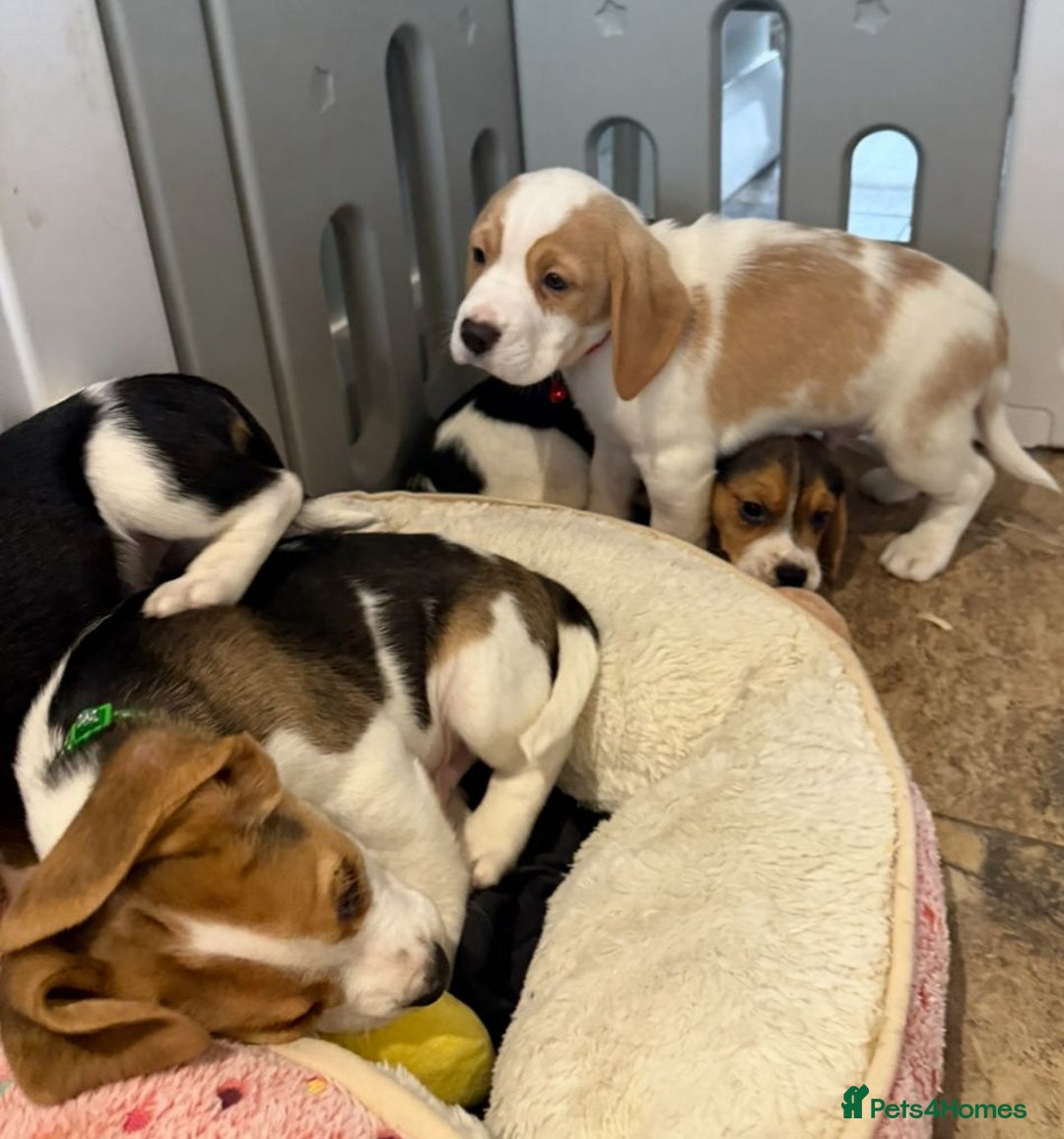 Beagle dogs for sale: Genuine Foot Beagle Puppies - Advert 6