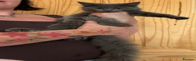 Maine Coon 3
