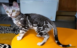 Bengal cats for sale: Exceptional Bengal kittens Available  - Image 22
