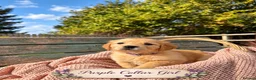 Golden Retriever dogs for sale: Beautiful KC Puppies No Endorsements  - Advert 21