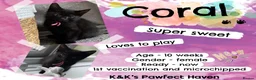 Domestic Shorthair cats for sale: Kittens & cats for adoption  - Advert 3