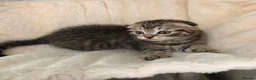 Siberian cats for sale: Stunning kittens for sale! - Advert 8