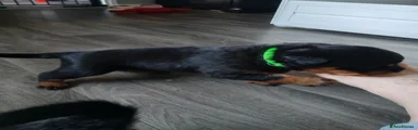 Rottweiler Puppy 4