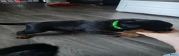 Rottweiler dogs for sale: Rottweiler puppies  - Advert 39