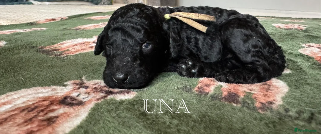 Standard Poodle dogs for sale: Show line standard poodles  - Advert 6