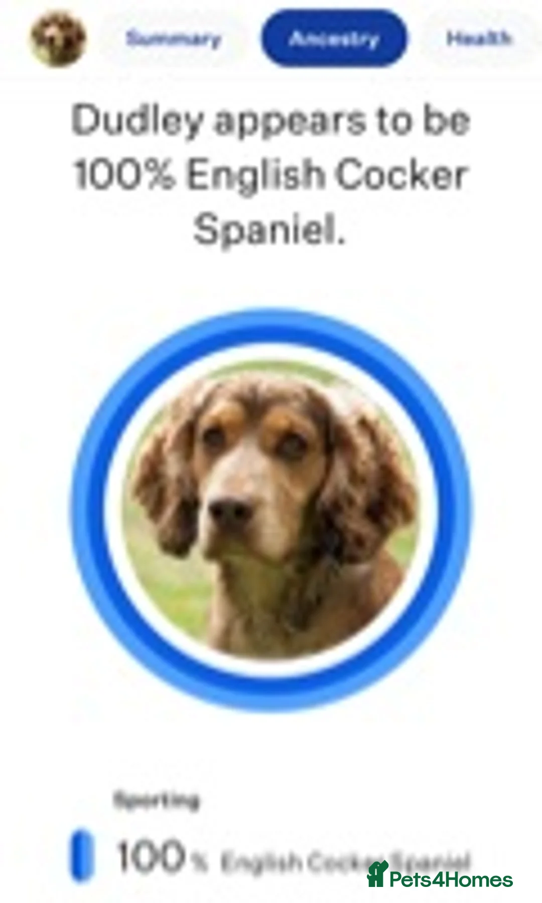 Cocker Spaniel dogs for stud: Cocker Spaniel Chocolate Sable for stud in Bedford - Advert 12