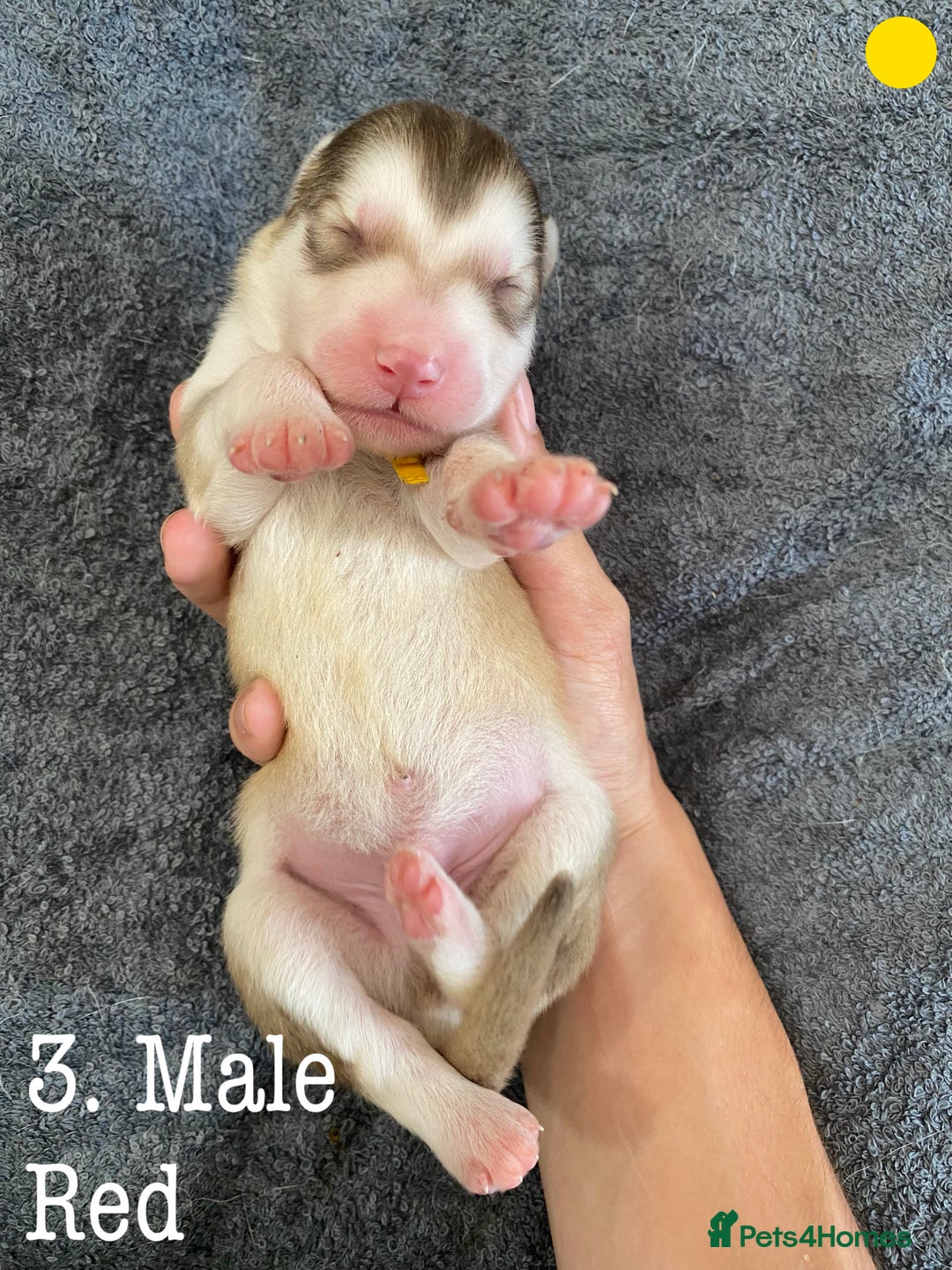 Mixed Breed dogs for sale: Malamute x Alaskan Shepherd Litter - Image 5