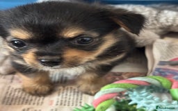Chorkie dogs for sale: Chorkie pups - Image 3