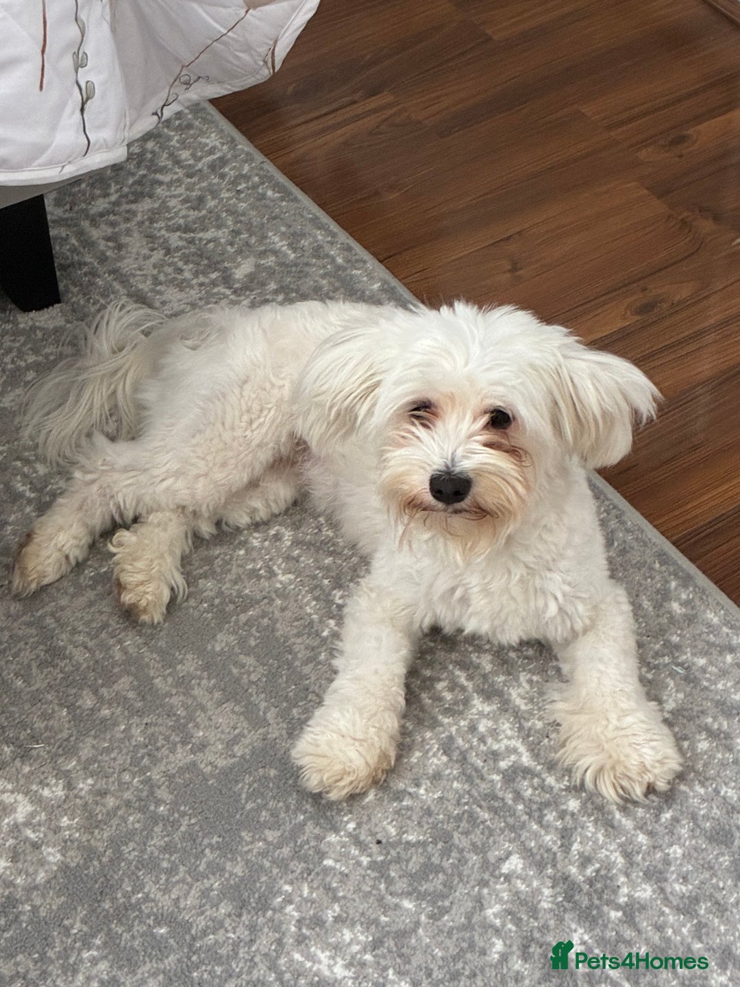 Maltese dogs for sale: Maltese for free - Advert 2