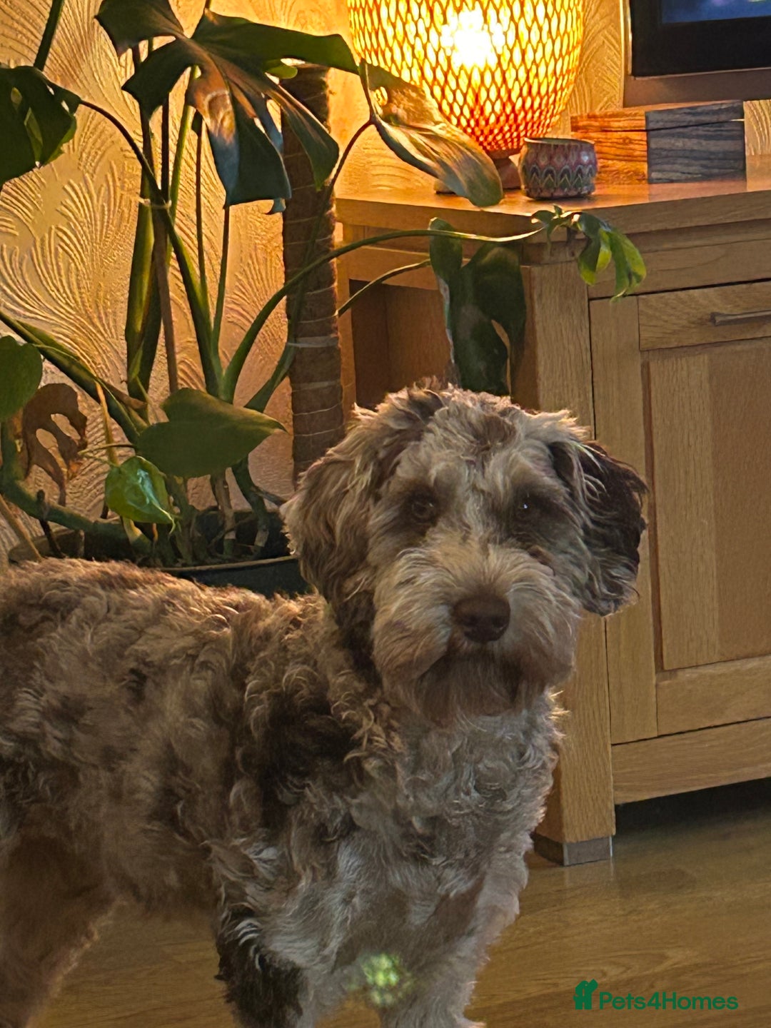 Cockapoo dogs for sale: Beautiful F2 Cockapoo Puppies  - Image 6
