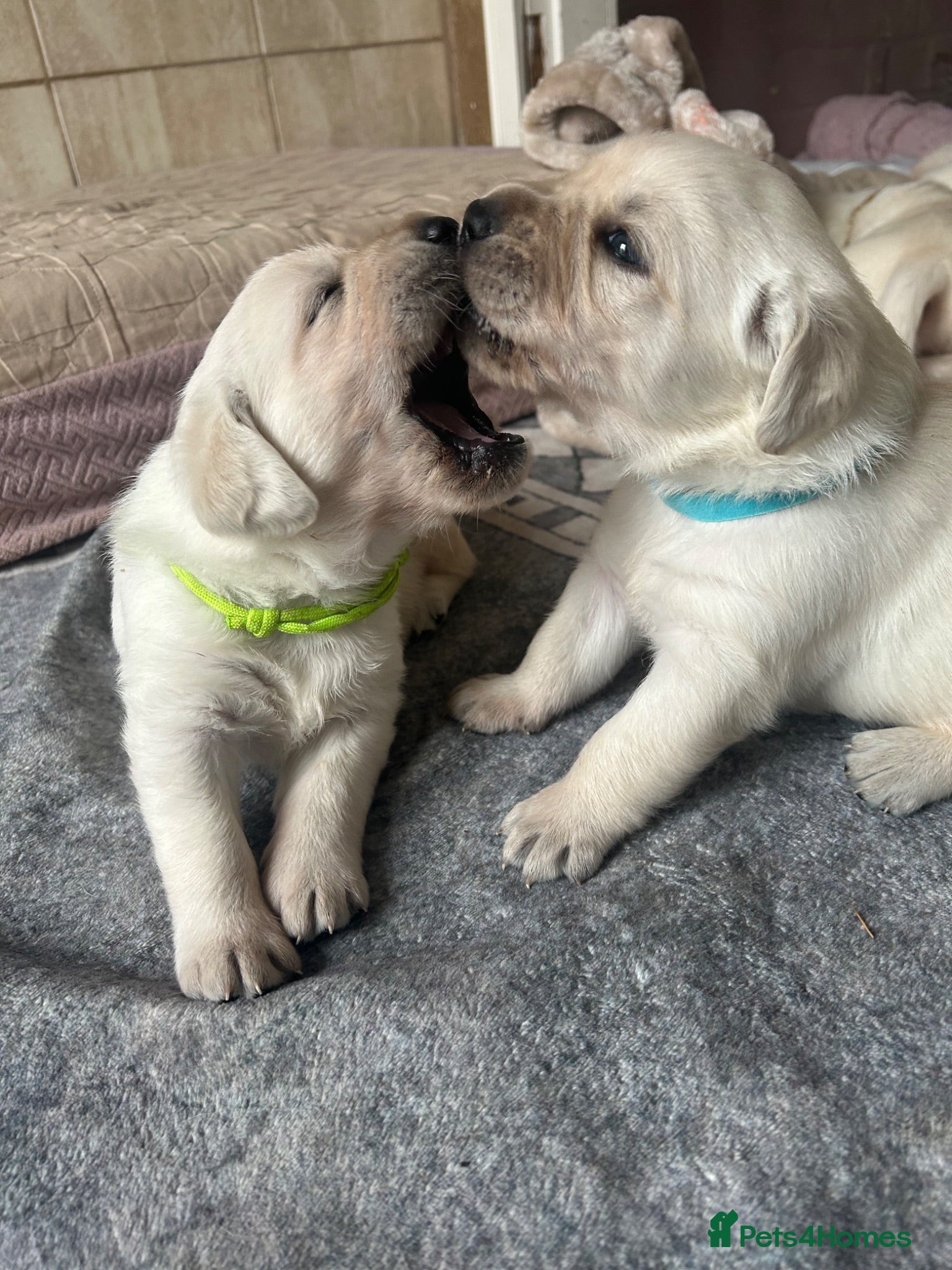 Labrador Retriever dogs Labrador retriver fci golden retriver champion - Advert 14