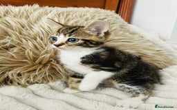 Mixed Breed cats for sale: Beautiful Kittens For Sale  - Image 16