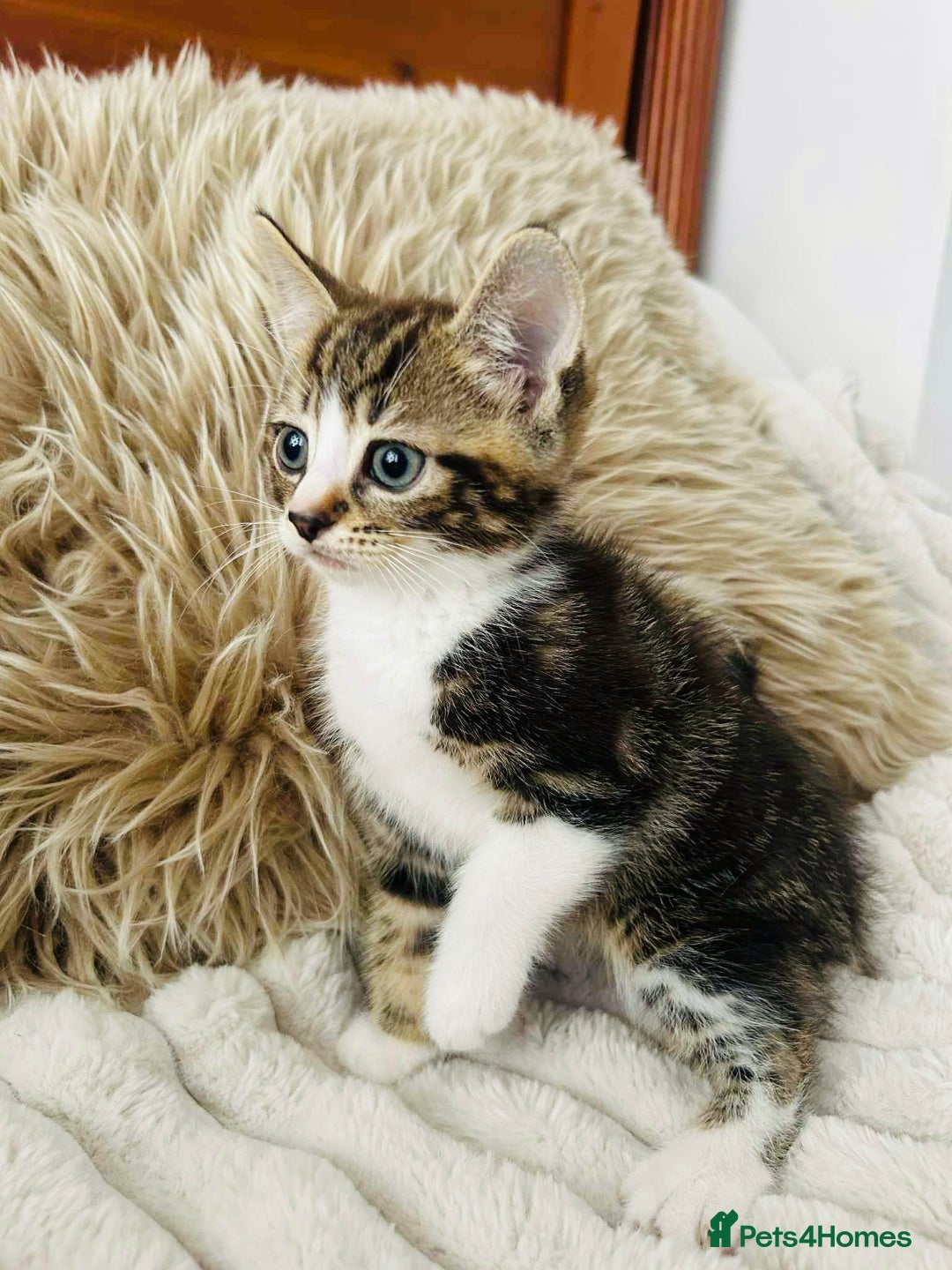 Mixed Breed cats for sale: Beautiful Kittens For Sale  - Image 16