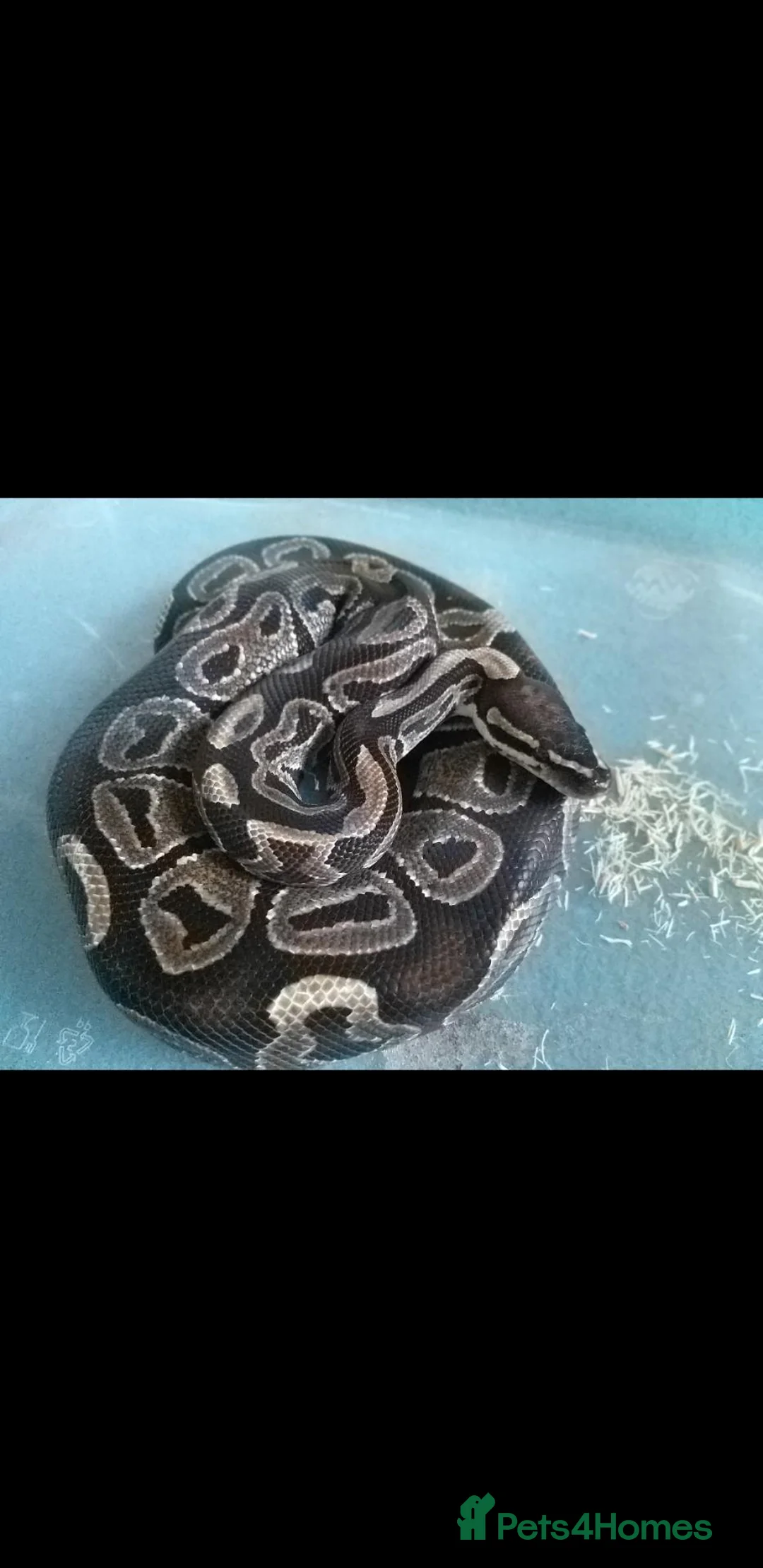 Python Snake reptiles for sale: Royal python in Cambridge - Advert 1