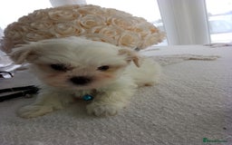 Mixed Breed dogs for sale: Maltese X Lhasa apso  - Image 5