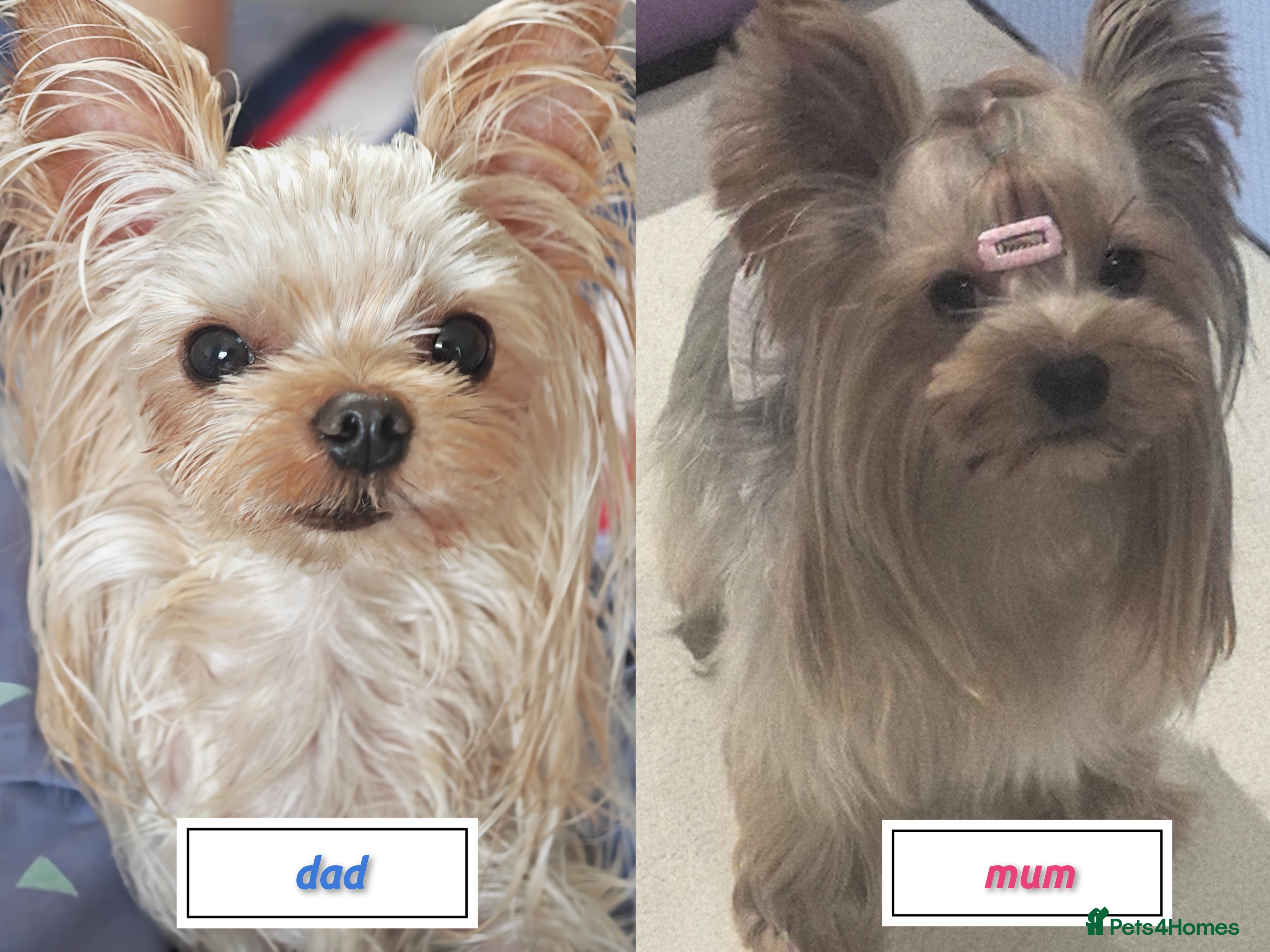 Yorkshire Terrier dogs Champion Bloodline Yorkshire Puppies - Advert 12