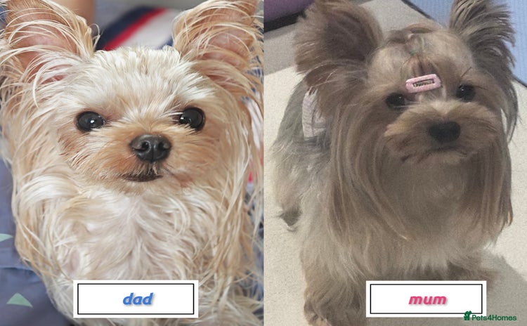 Yorkshire Terrier dogs - Advert 1