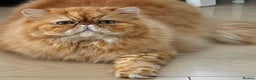 Persian cats for stud: GCCF Active Persian GingerRed cream Garfield stud  in Gerrards Cross - Advert 2