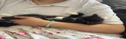 Mixed Breed cats for sale: 4 Long Hair Kittens  - Advert 6