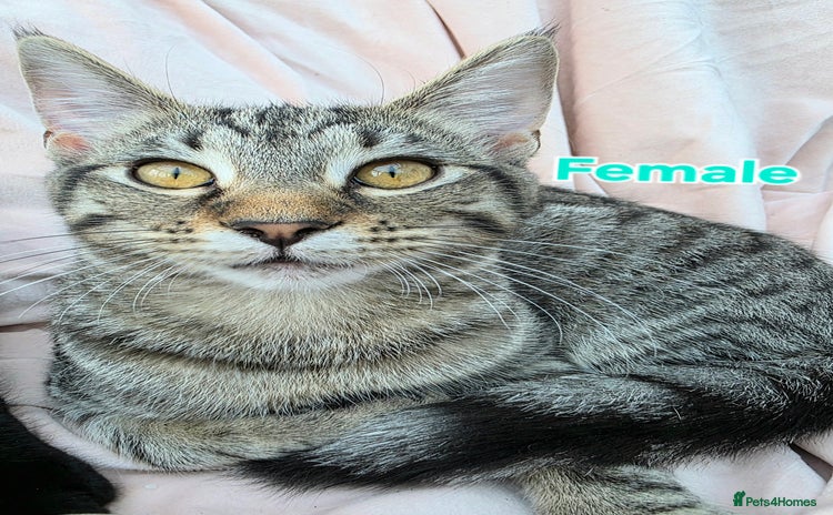 Mixed Breed cats - Advert 1