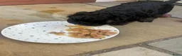 Mixed Breed dogs for sale: Bed-doodles/ Bedipoos  in Pontefract - Advert 9