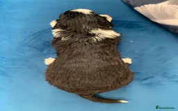 Sheepadoodle dogs for sale: Medium Sheepadoodle Puppies Available  - Image 7
