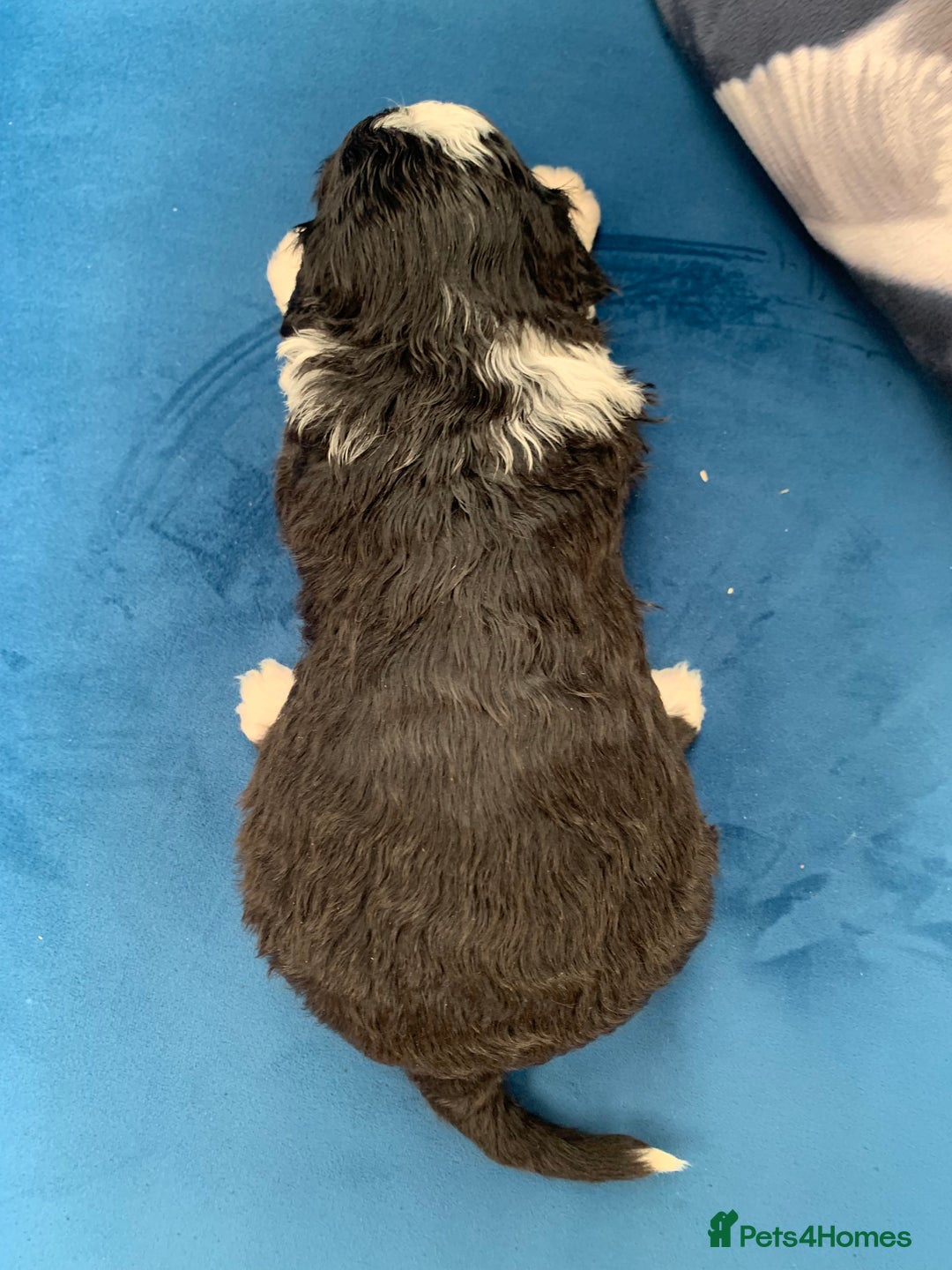 Sheepadoodle dogs for sale: Medium Sheepadoodle Puppies Available  - Image 7