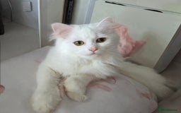Domestic Shorthair cats for sale: Adorable, Playful Sisters Ready for a Loving Home - Image 2