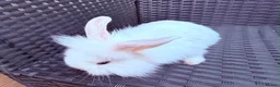 Lionhead rabbits for sale: 8 week old baby rabbit  - Advert 9