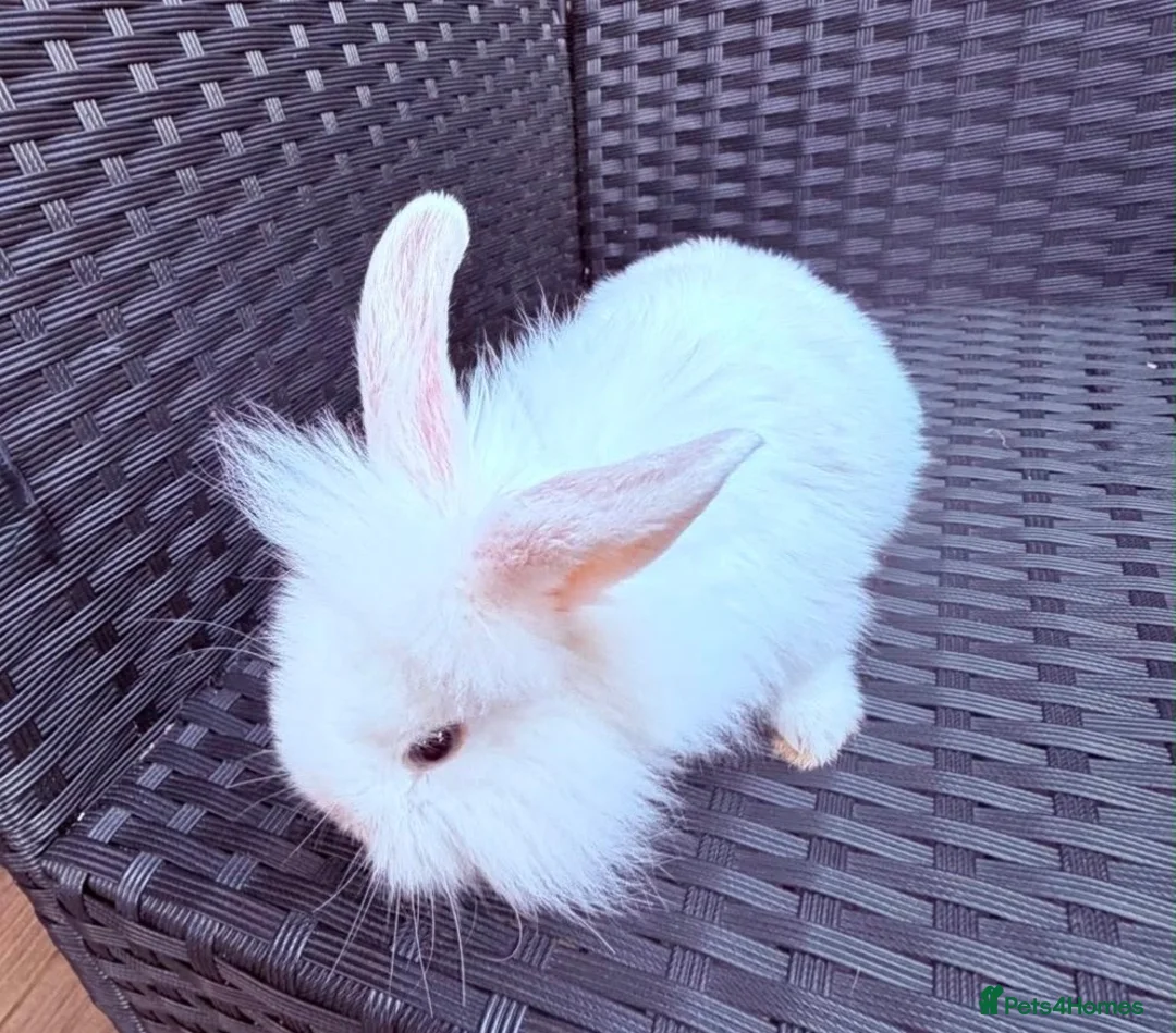 Lionhead rabbits for sale: 8 week old baby rabbit  - Advert 9