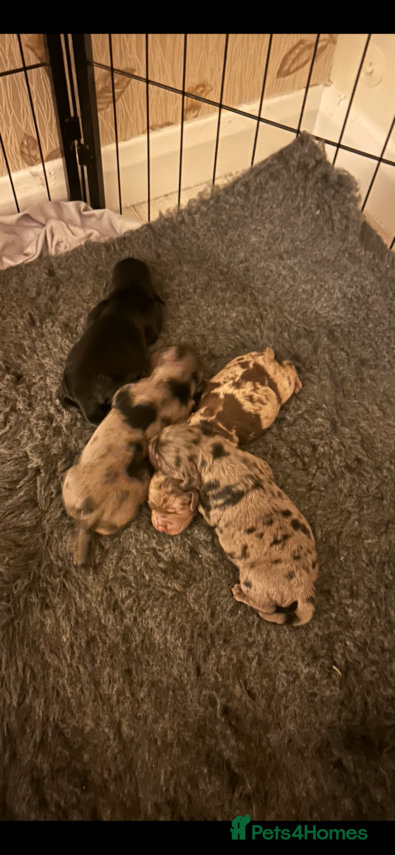 Cockapoo dogs Cockerpoo puppies  - Advert 5