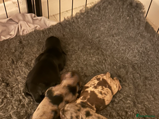 Cockapoo dogs - Advert 2