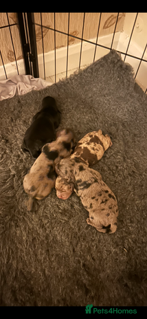 Cockapoo dogs - Advert 7
