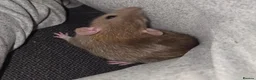 Rat rodents for sale: Dumbo Dwarf Rats - Advert 3