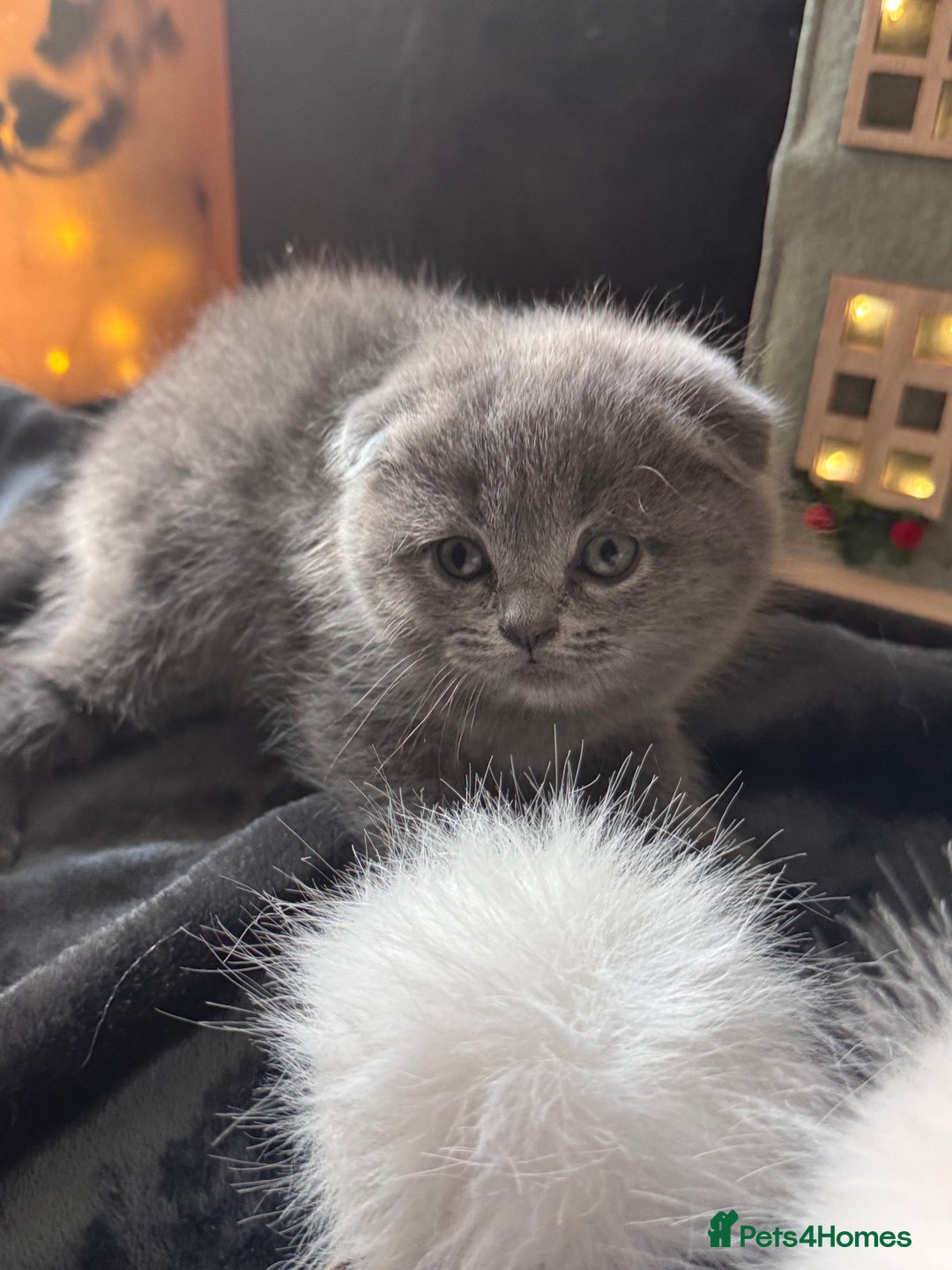 Scottish Fold cats for sale: Beautiful British Shorthair Scottish Fold Kittens - Advert 31