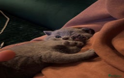 British Shorthair cats for sale: 3 beautiful British Shorthair Kittens  - Advert 8