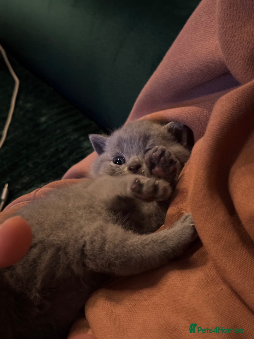British Shorthair cats for sale: 3 beautiful British Shorthair Kittens  - Advert 8