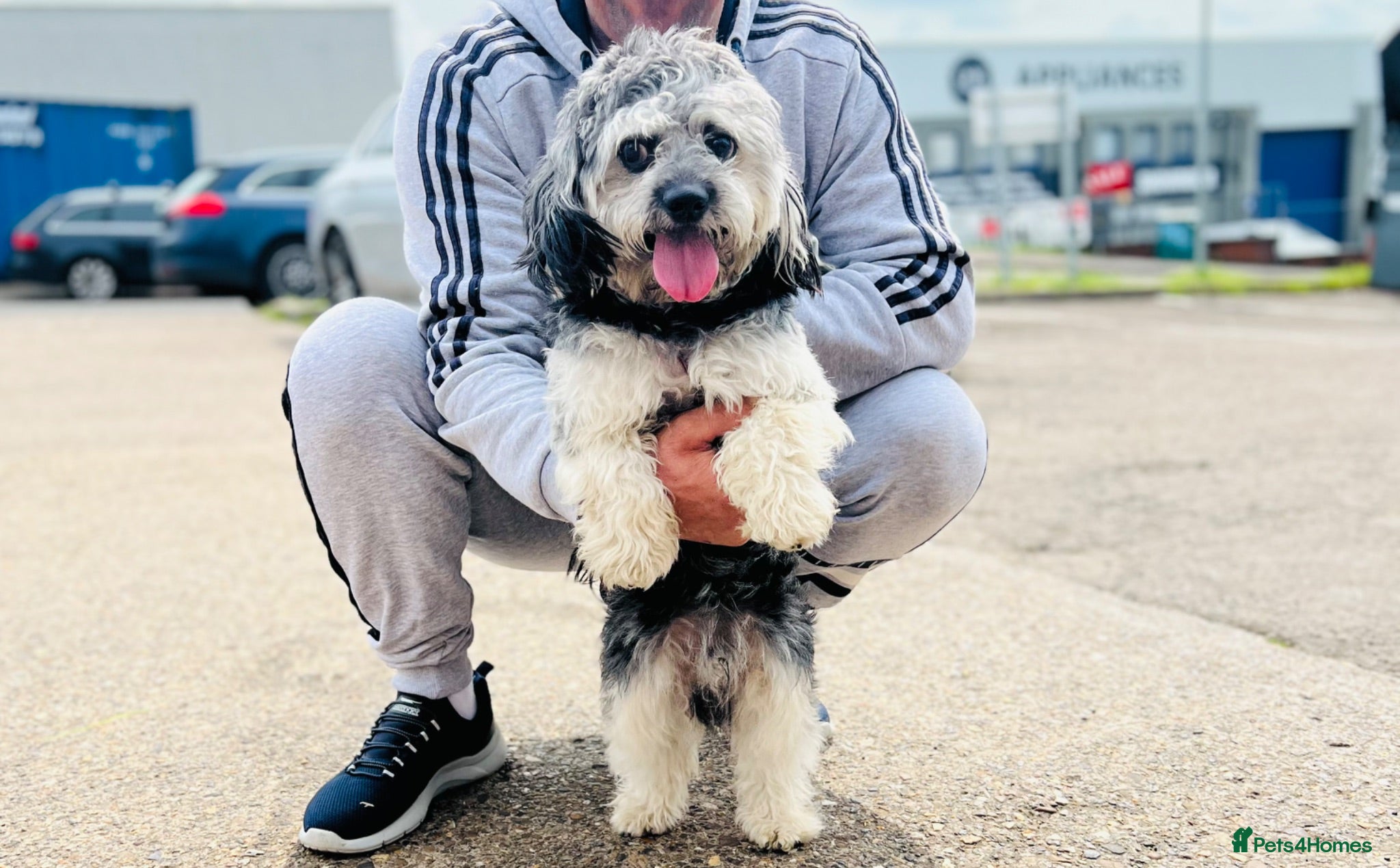 Mixed Breed dogs Tedy it s looking for a home  - Advert 1