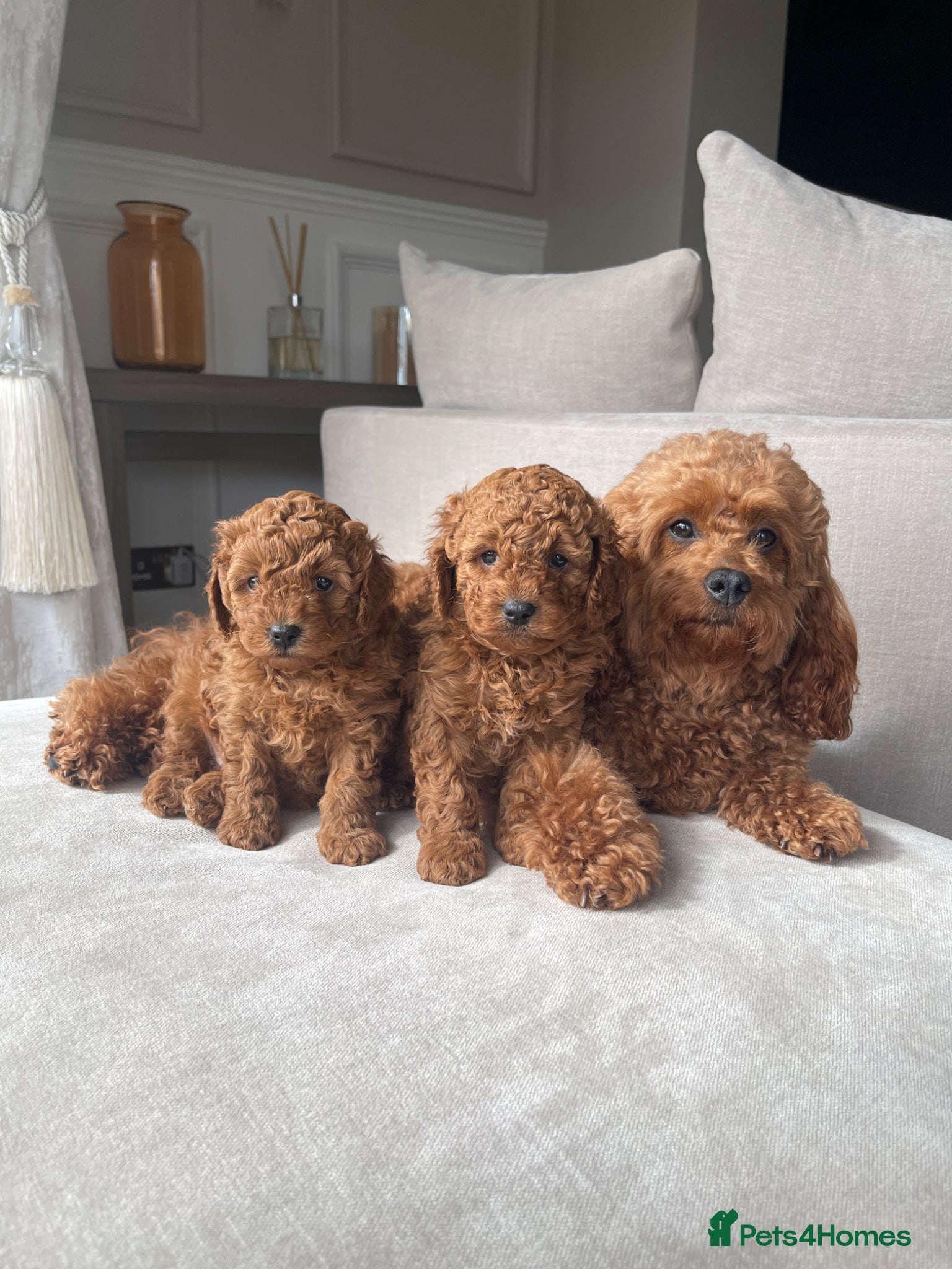 Cavapoo dogs Cavapoo Puppies Two Boys Available  - Advert 1