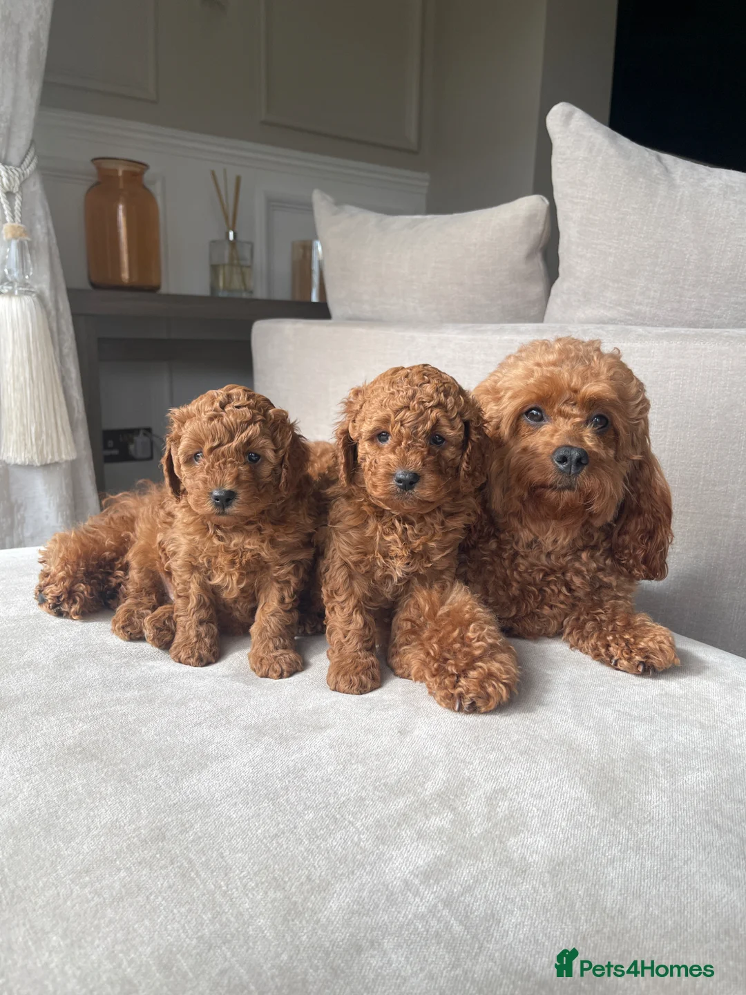 Cavapoo dogs for sale: Cavapoo Puppies Two Boys Available  in Doncaster - Advert 1