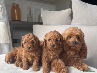 Cavapoo dogs Cavapoo Puppies Two Boys Available - Advert 1