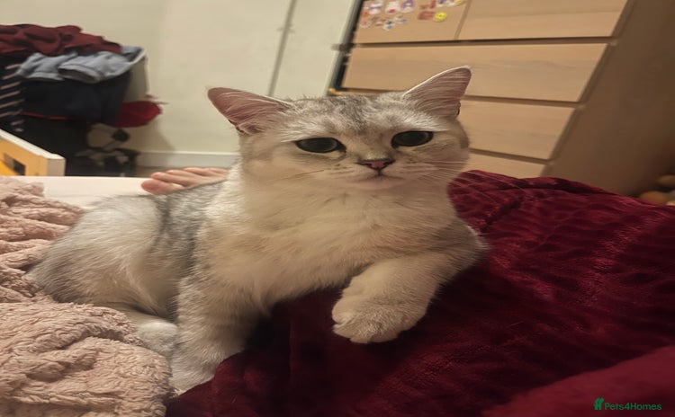 Scottish Fold cats - Advert 8