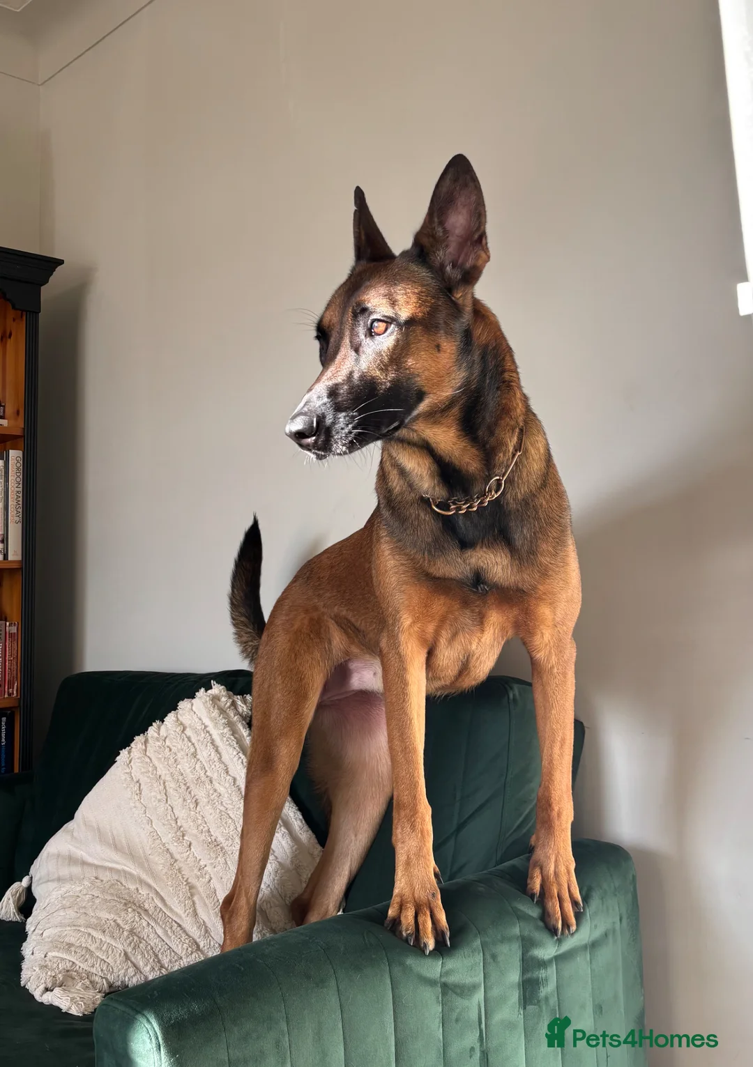 Belgian Shepherd Dog dogs for sale: Beautiful Athena in Oldham - Advert 1