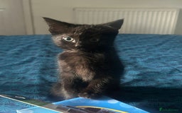 Mixed Breed cats for sale: Kittens for sale  - Image 4