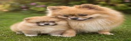 Pomeranian dogs for sale: 🐾 Beautiful Pomeranian Puppy 🐾 in Twickenham - Advert 2