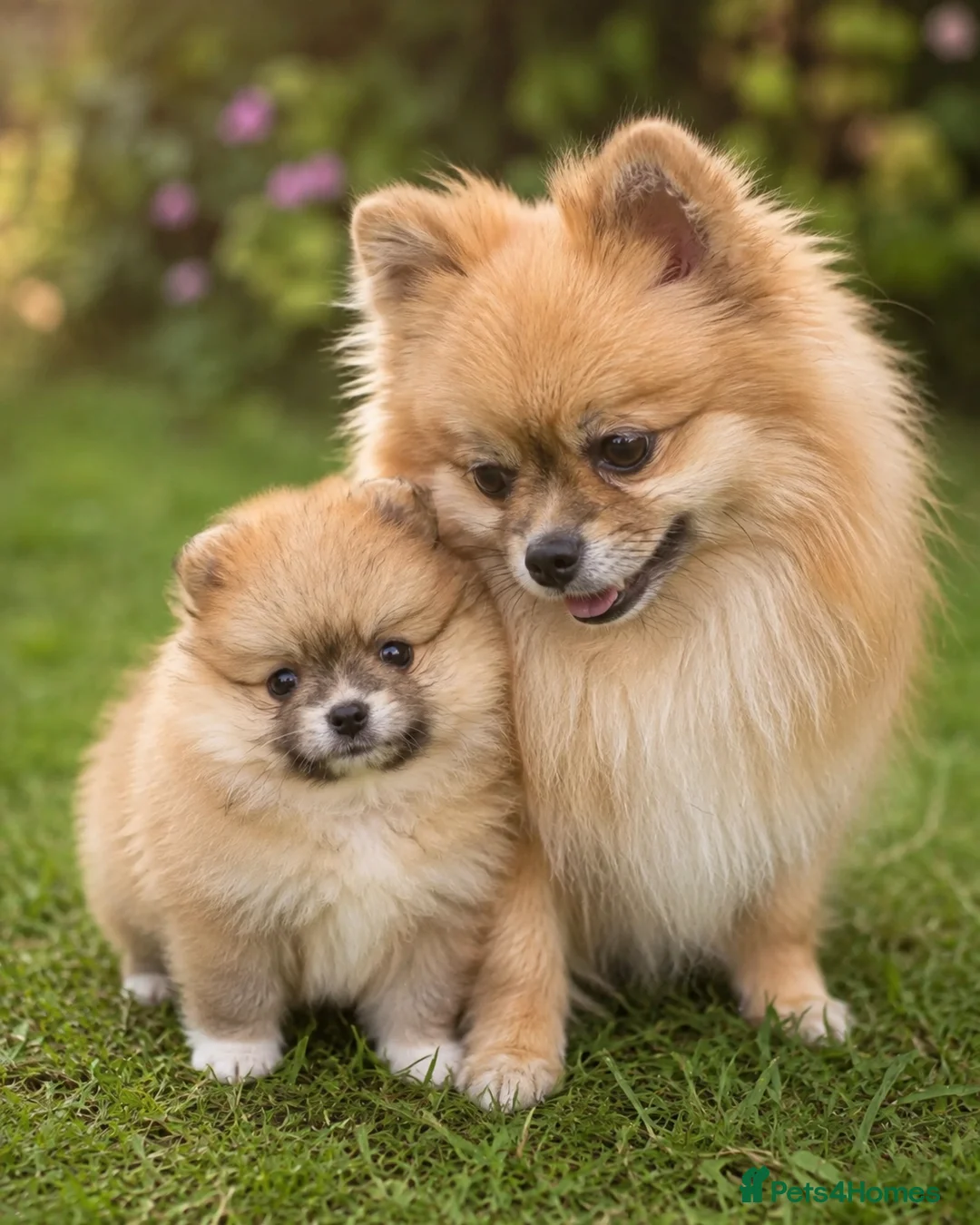 Pomeranian dogs for sale: 🐾 Beautiful Pomeranian Puppy 🐾 in Twickenham - Advert 2