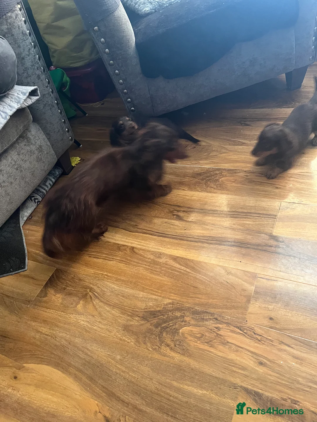 Miniature Dachshund dogs for sale: Longhaired stunning miniature Daschunds - Advert 8