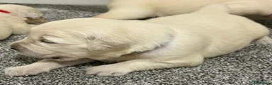 Golden Retriever 2