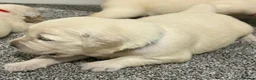 Golden Retriever dogs for sale: Beautiful healthy puppies - Advert 30