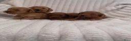 Cockapoo dogs for sale: Beautiful F1 cockapoos  - Advert 7
